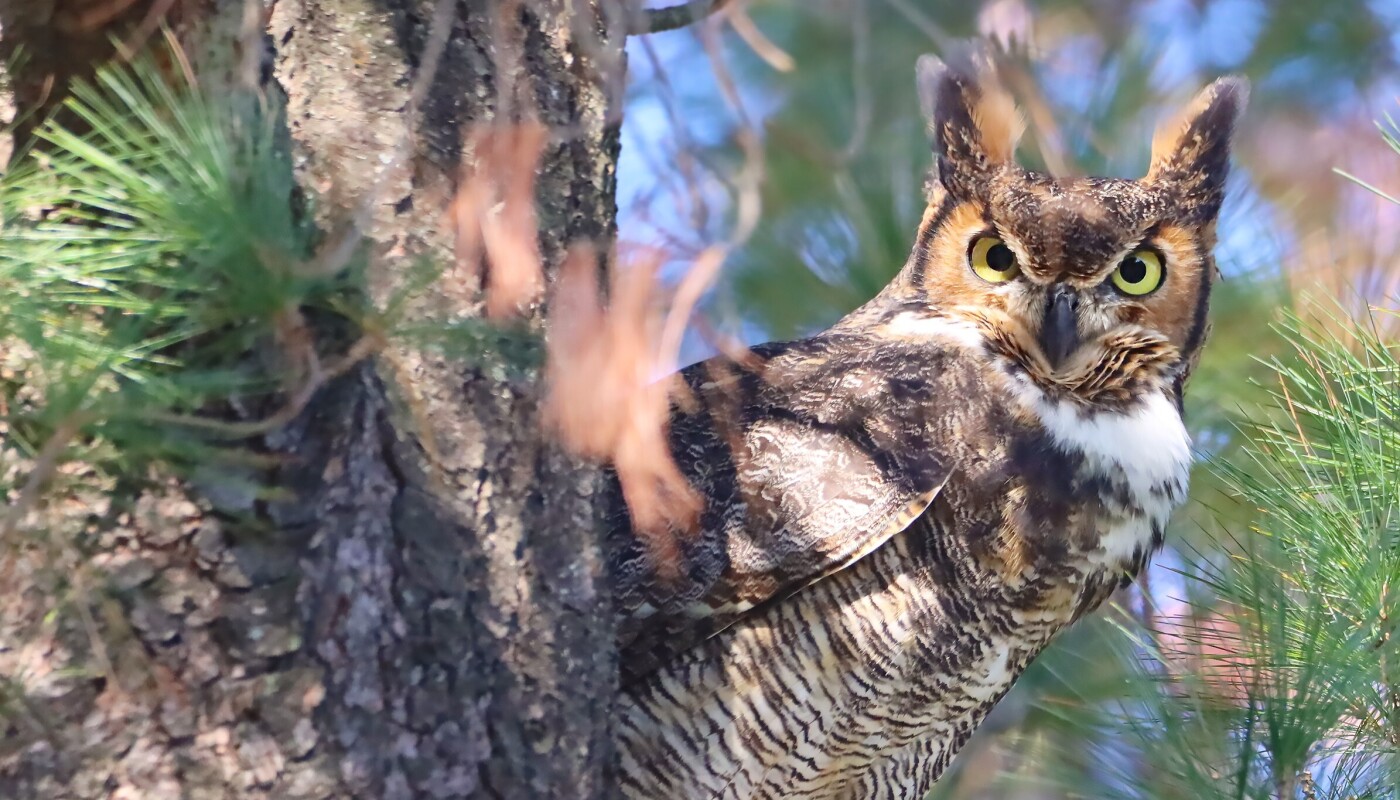 owl in tree
